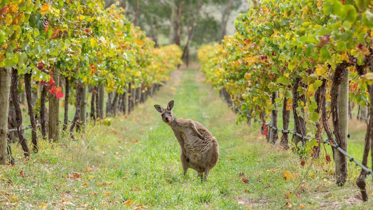 The Vines Motel & Cottages Stanthorpe Exterior photo